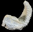 Cretaceous Fossil Oyster (Rastellum) - Madagascar #54423-1
